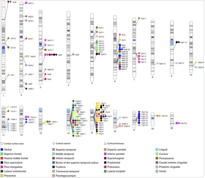 Cortical regions of interest GWAS published in Nature Communications